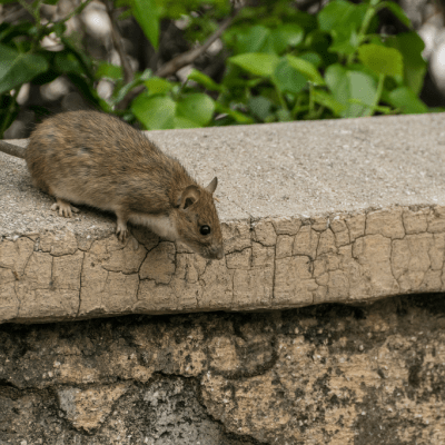 RODENT EXCLUSION