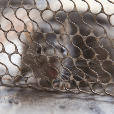 RODENT PROOFING